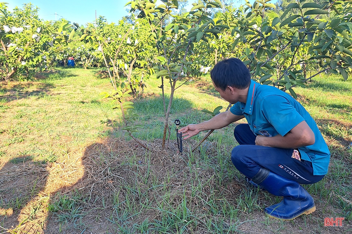 Cặp vợ chồng trẻ Hà Tĩnh trồng la liệt các loại cây ăn quả, bán ra nước ngoài, thu về 700 triệu đồng mỗi năm - Ảnh 5.