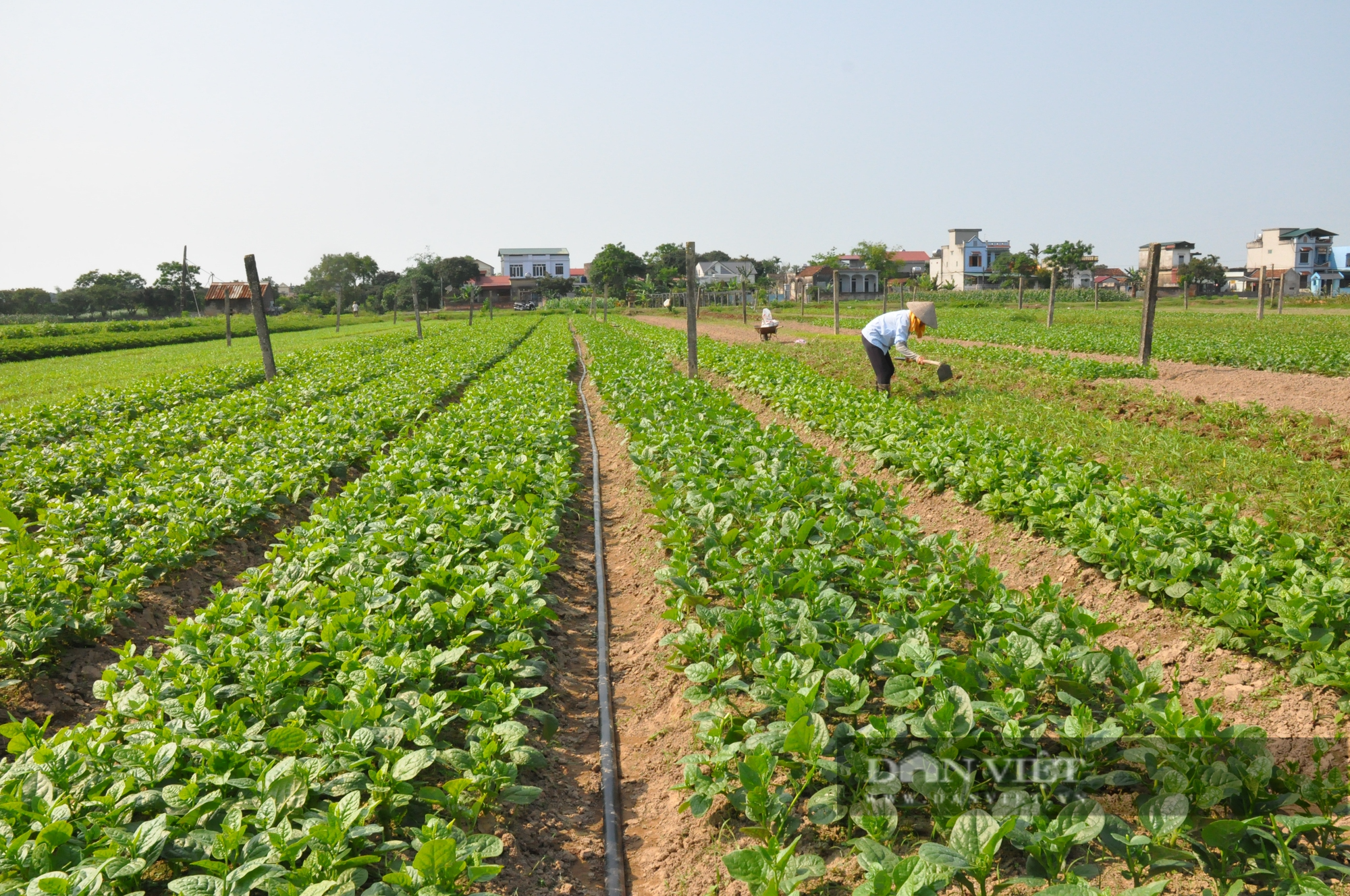 Nam Định có xã nông thôn mới kiểu mẫu đầu tiên nổi trội về lĩnh vực sản xuất nông nghiệp - Ảnh 1.