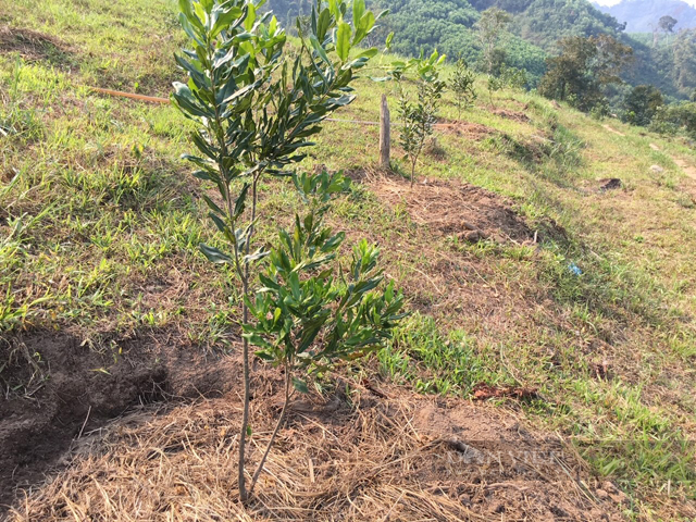 Bí thư huyện ở Quảng Ngãi “cược” sinh mạng chính trị đưa cây làm giàu lên vùng đất khó (Bài 1) - Ảnh 3.