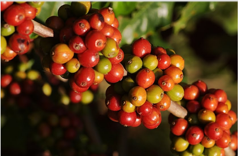 Giá cà phê hai sàn tiếp nối xu hướng giảm, cà phê trong nước mất thêm 100 đồng/kg - Ảnh 3.