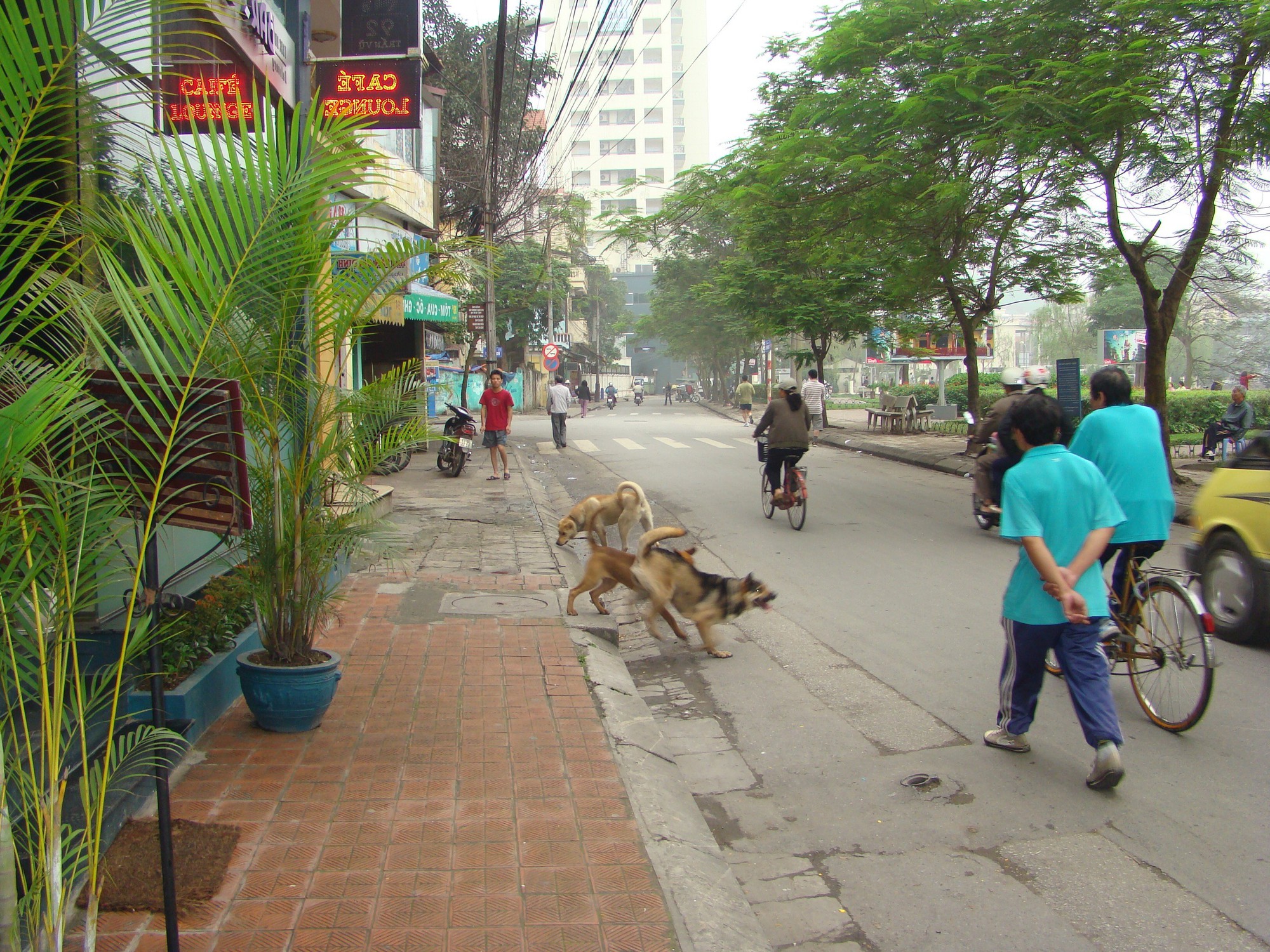 Chuyện chó thả rông ở Hà Nội và văn hóa ứng xử - Ảnh 1.