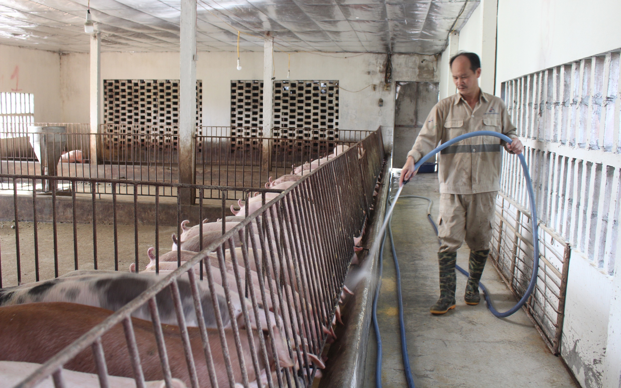 Nắng nóng gay gắt, ngành chăn nuôi Nam Định khuyến cáo điều gì?