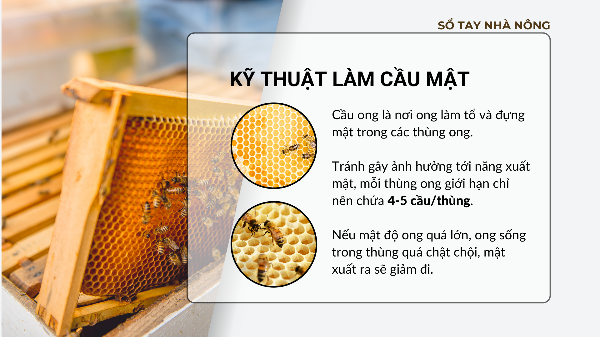 SỔ TAY NHÀ NÔNG: Bí kíp xây dựng mô hình nuôi ong lấy mật đơn giản - Ảnh 3.