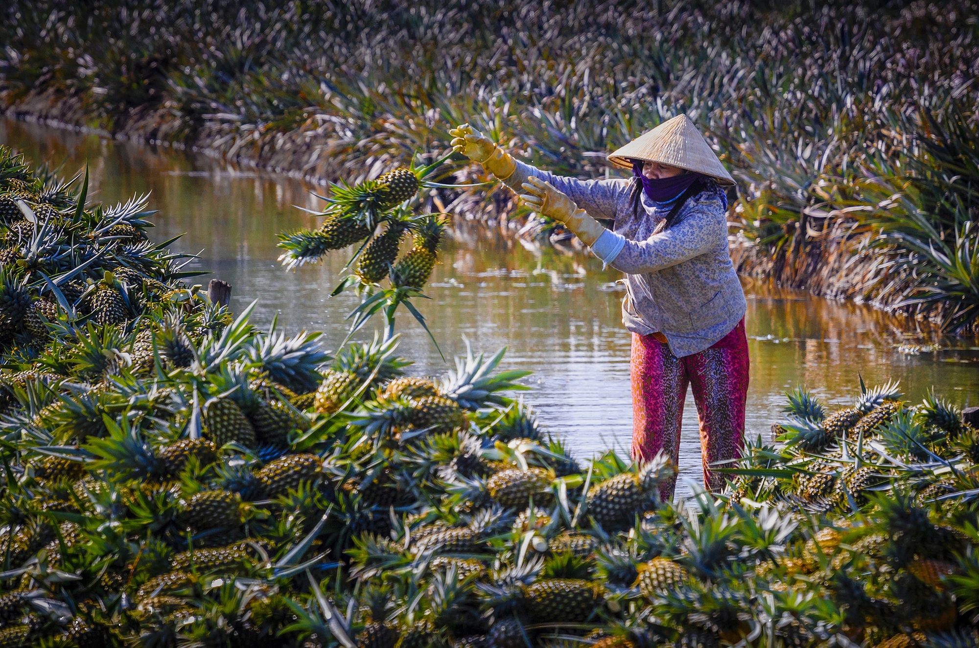 Lần đầu tiên Hậu Giang sẽ tổ chức lễ hội khóm Cầu Đúc, những sản phẩm OCOP nào từ khóm sẽ được quảng bá? - Ảnh 2.