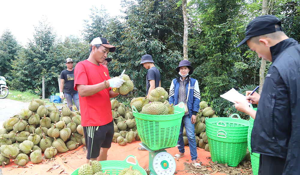 Trồng sầu riêng, thương lái vô tấp nập, toàn nhà thu tiền tỷ, ở nơi này của Lâm Đồng như &quot;làng tỷ phú&quot; - Ảnh 2.