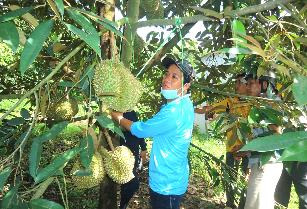 Trồng thứ cây đang hot, ngành chức năng một huyện ở Lâm Đồng khuyến cáo dân không trẩy trái chưa già - Ảnh 1.