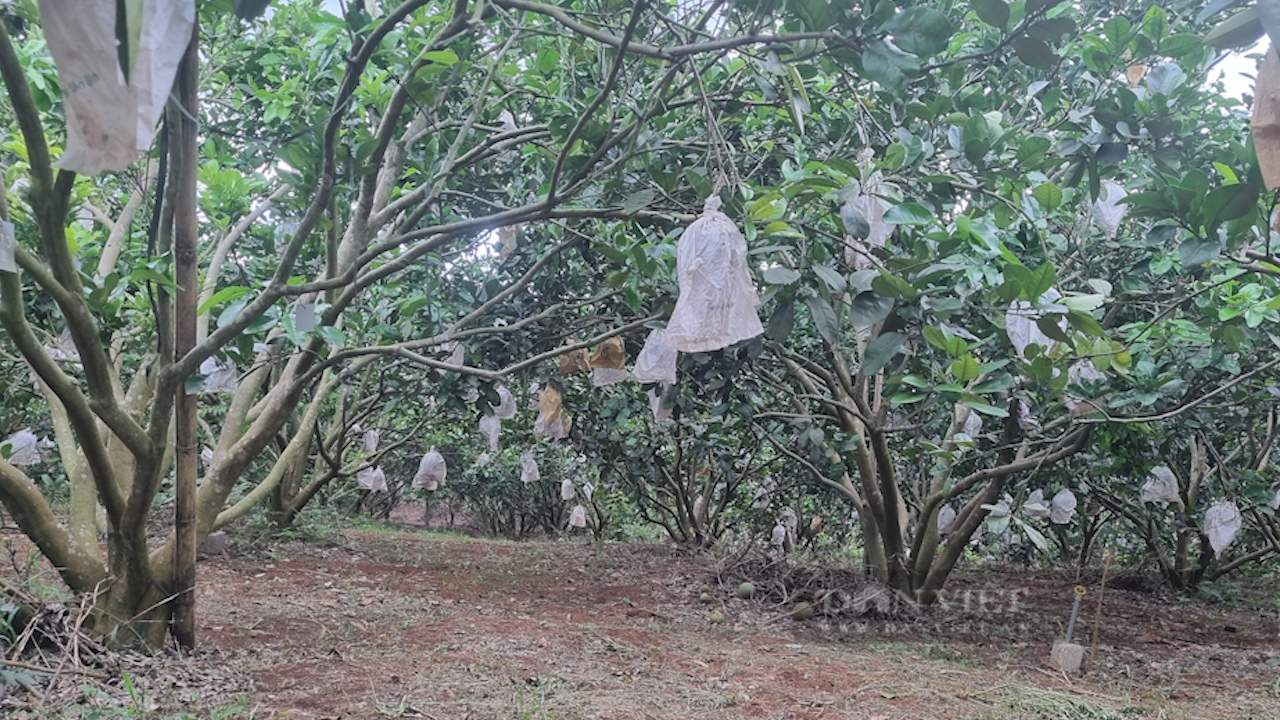 Nông dân Sơn La hé lộ bí quyết trồng bưởi da xanh trên đất đồi cho thu nửa tỷ mỗi năm - Ảnh 5.