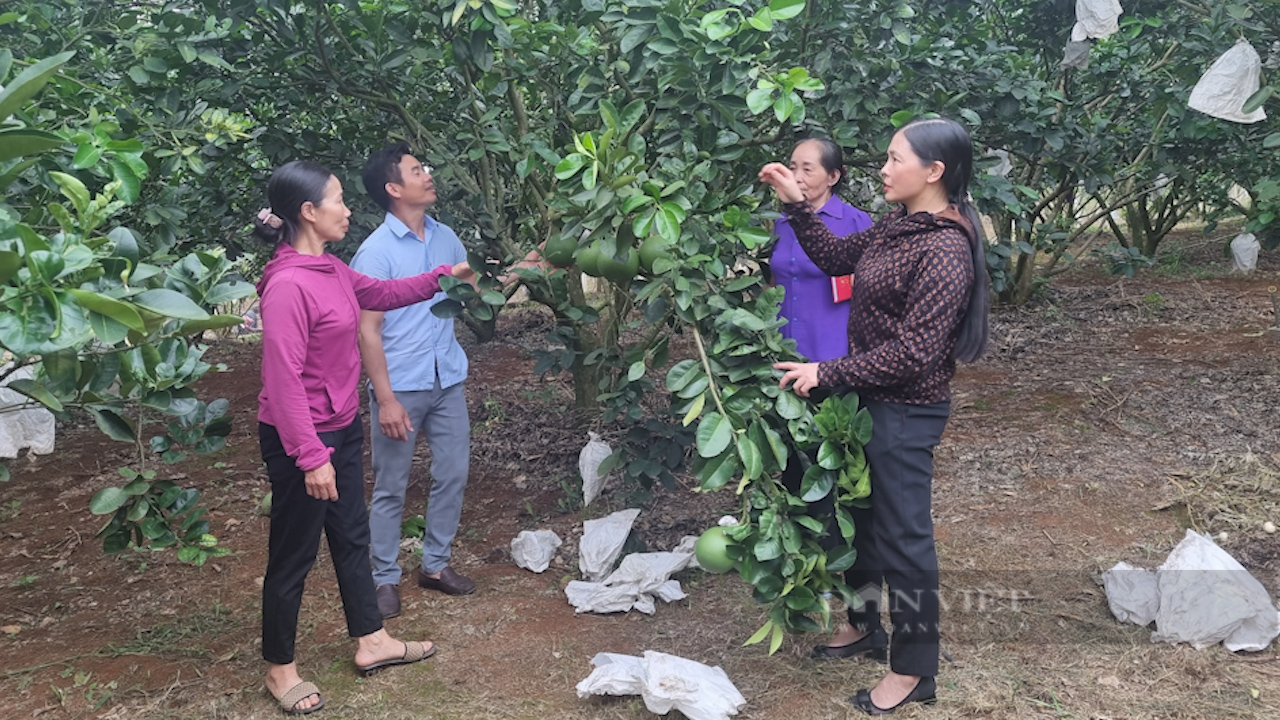 Nông dân Sơn La hé lộ bí quyết trồng bưởi da xanh trên đất đồi cho thu nửa tỷ mỗi năm - Ảnh 6.