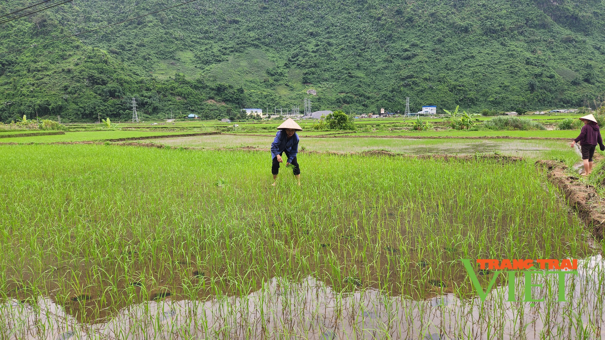 Nông dân huyện Phong Thổ hối hả sản xuất vụ mùa - Ảnh 1.