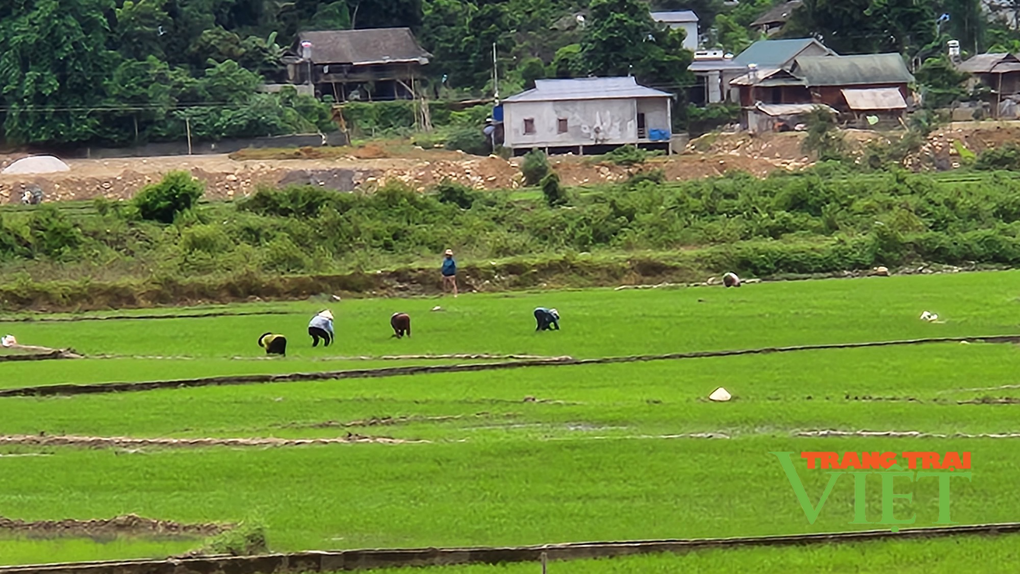 Nông dân huyện Phong Thổ hối hả sản xuất vụ mùa - Ảnh 2.