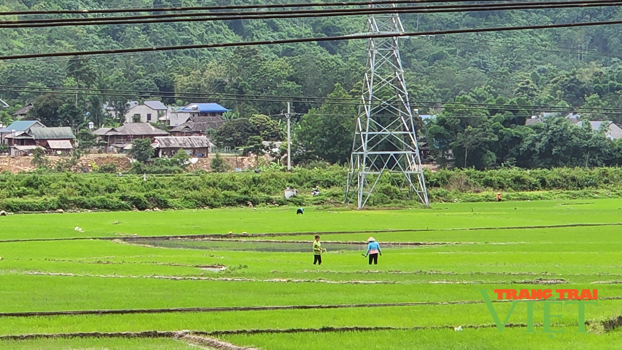 Nông dân huyện Phong Thổ hối hả sản xuất vụ mùa - Ảnh 3.