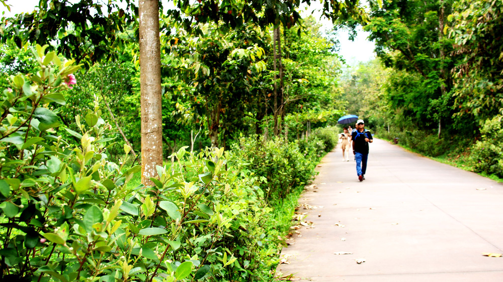 Con đường hoa sim tím đẹp như mơ ở Thánh địa Mỹ Sơn của Quảng Nam, đến tháp Champa thấy mát hẳn - Ảnh 1.
