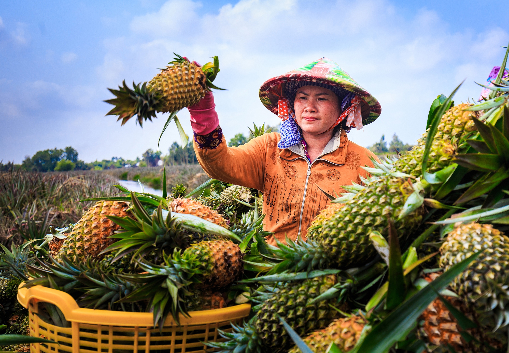 Lần đầu tiên Hậu Giang sẽ tổ chức lễ hội khóm Cầu Đúc, những sản phẩm OCOP nào từ khóm sẽ được quảng bá? - Ảnh 3.