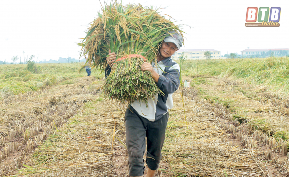 Được cha ông truyền lại giống nếp bể quý hiếm, dân làng này ở Thái Bình quyết giữ cho bằng được - Ảnh 2.