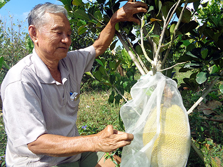 Ông Trắng, một nông dân Hậu Giang trồng thứ mít tiền tỷ, thương lái vô khuân lặc lè, hễ bán là hết sạch - Ảnh 1.