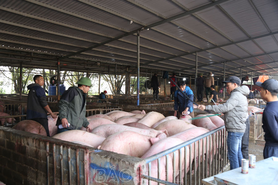 Giá lợn hơi duy trì mức cao, chợ đầu mối về hơn 1.000 con/ngày, thương lái buôn bán tấp nập - Ảnh 1.