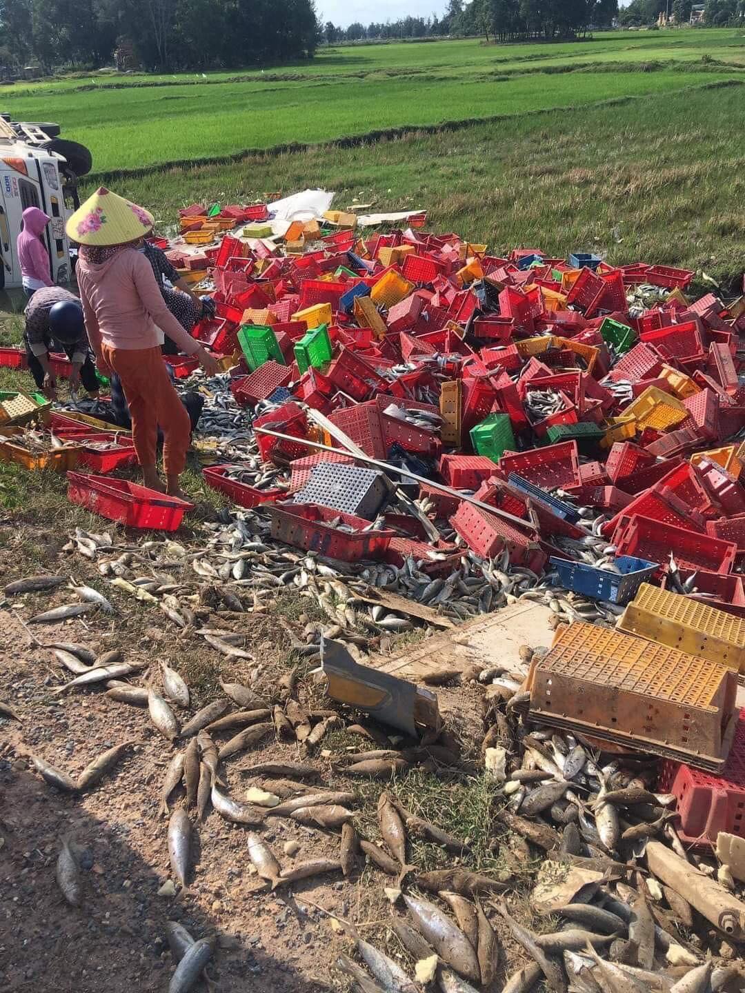 Người dân Quảng Trị lội ruộng gom 5 tấn cá giúp tài xế ở Nghệ An bị lật xe - Ảnh 2.