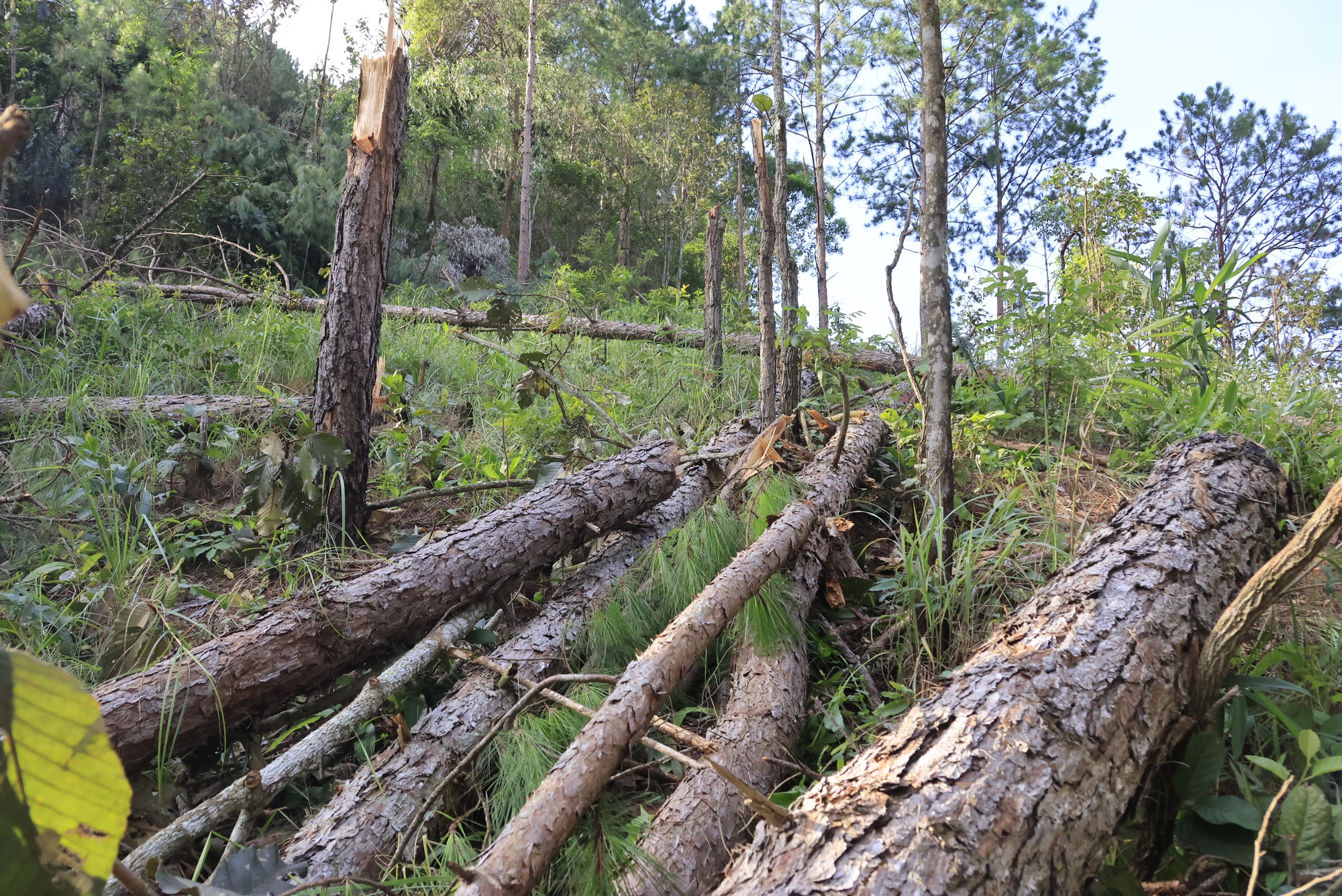 Vụ hàng trăm cây thông gần 30 năm tuổi bị cưa hạ ở Lâm Đồng: Triệu tập 2 nghi can để điều tra - Ảnh 2.
