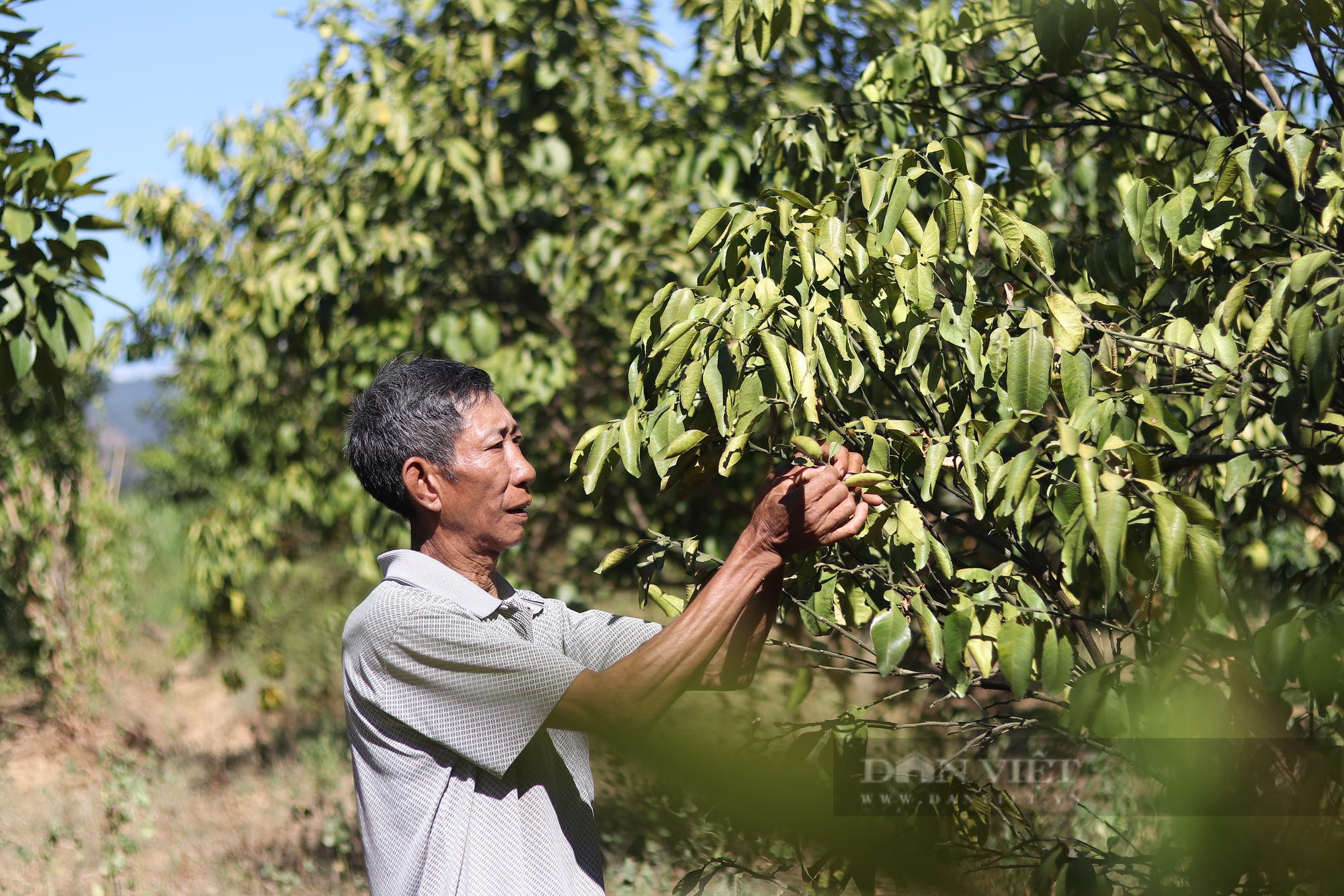 Hà Tĩnh: Nắng nóng kéo dài khiến cây “đặc sản” chết khô, nông dân đứng trước nguy cơ mất trắng - Ảnh 8.