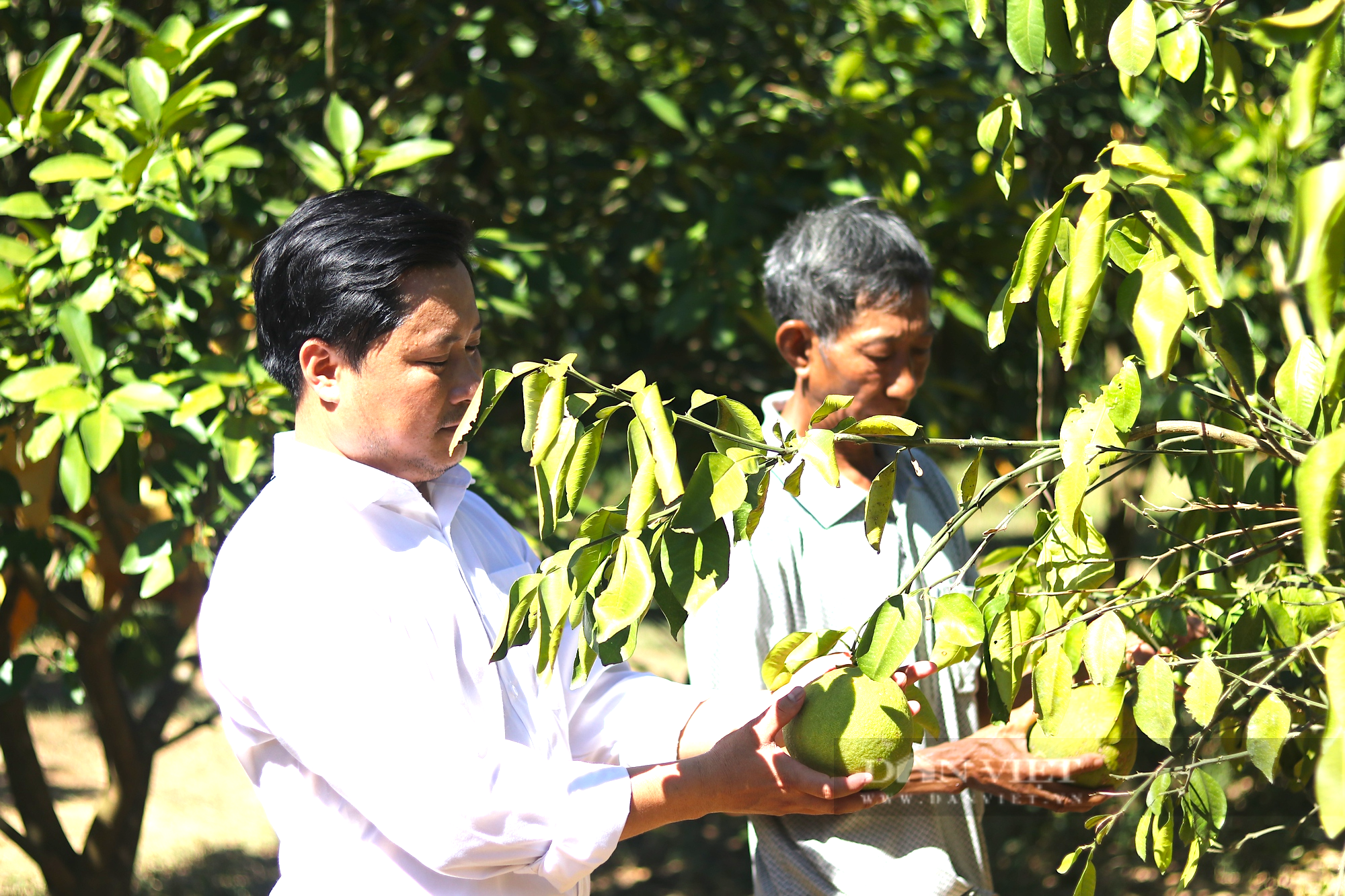 Hà Tĩnh: Nắng nóng khốc liệt, cây “đặc sản” lay lắt chờ chết - Ảnh 15.