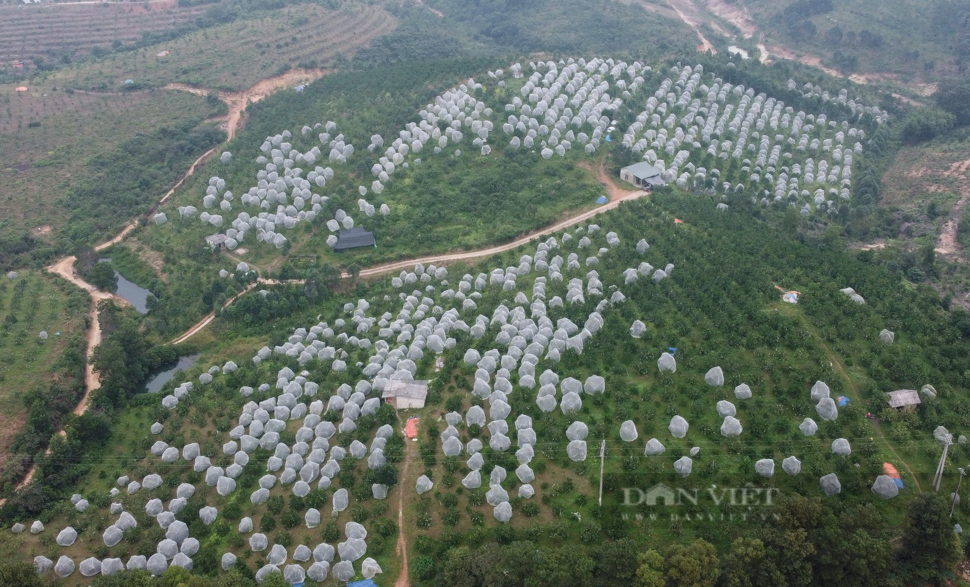 Hà Tĩnh: Nắng nóng kéo dài khiến cây “đặc sản” chết khô, nông dân đứng trước nguy cơ mất trắng - Ảnh 14.