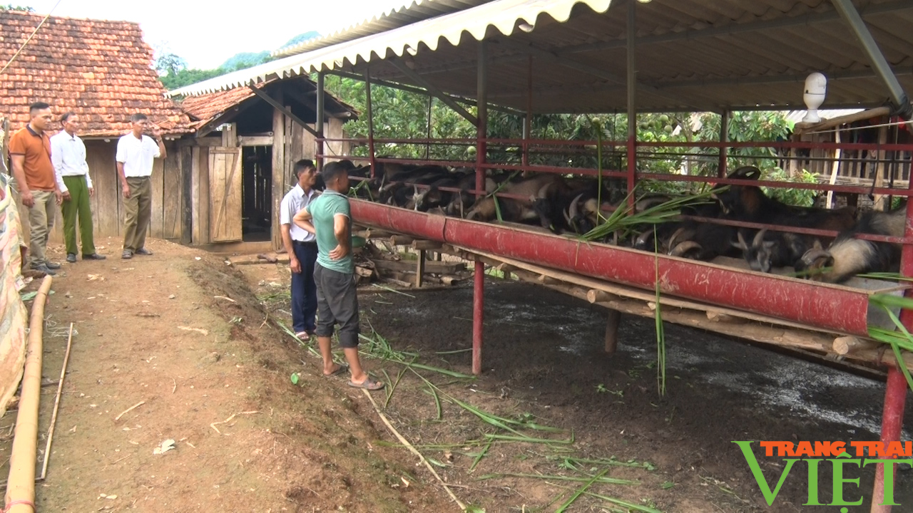 Trồng cỏ ven rìa nương nuôi dê nhốt chuồng, nông dân miền núi thu lãi cao - Ảnh 2.