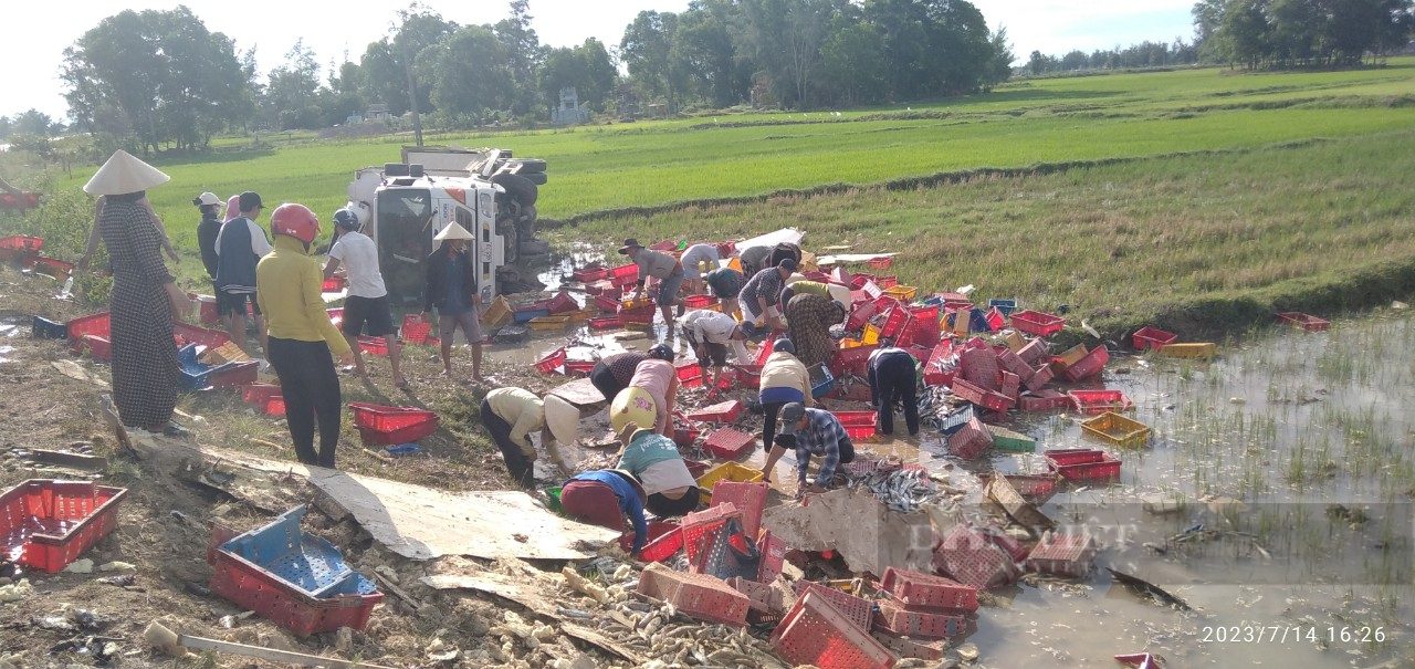 Người dân Quảng Trị lội ruộng gom 5 tấn cá giúp tài xế ở Nghệ An bị lật xe - Ảnh 1.