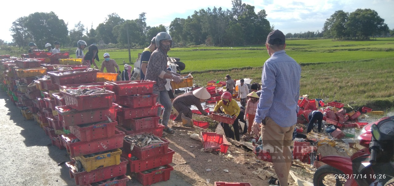 Người dân Quảng Trị lội ruộng gom 5 tấn cá giúp tài xế ở Nghệ An bị lật xe - Ảnh 3.