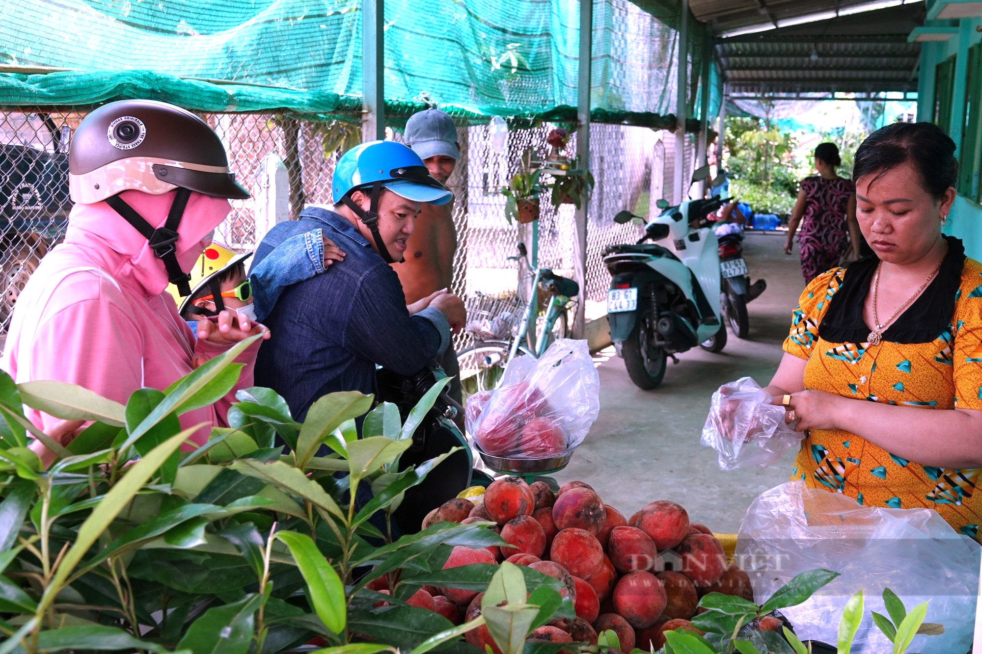 Hồng nhung là trái gì mà giúp người dân tộc Khmer Sóc Trăng có đồng ra đồng vô ổn định? - Ảnh 7.