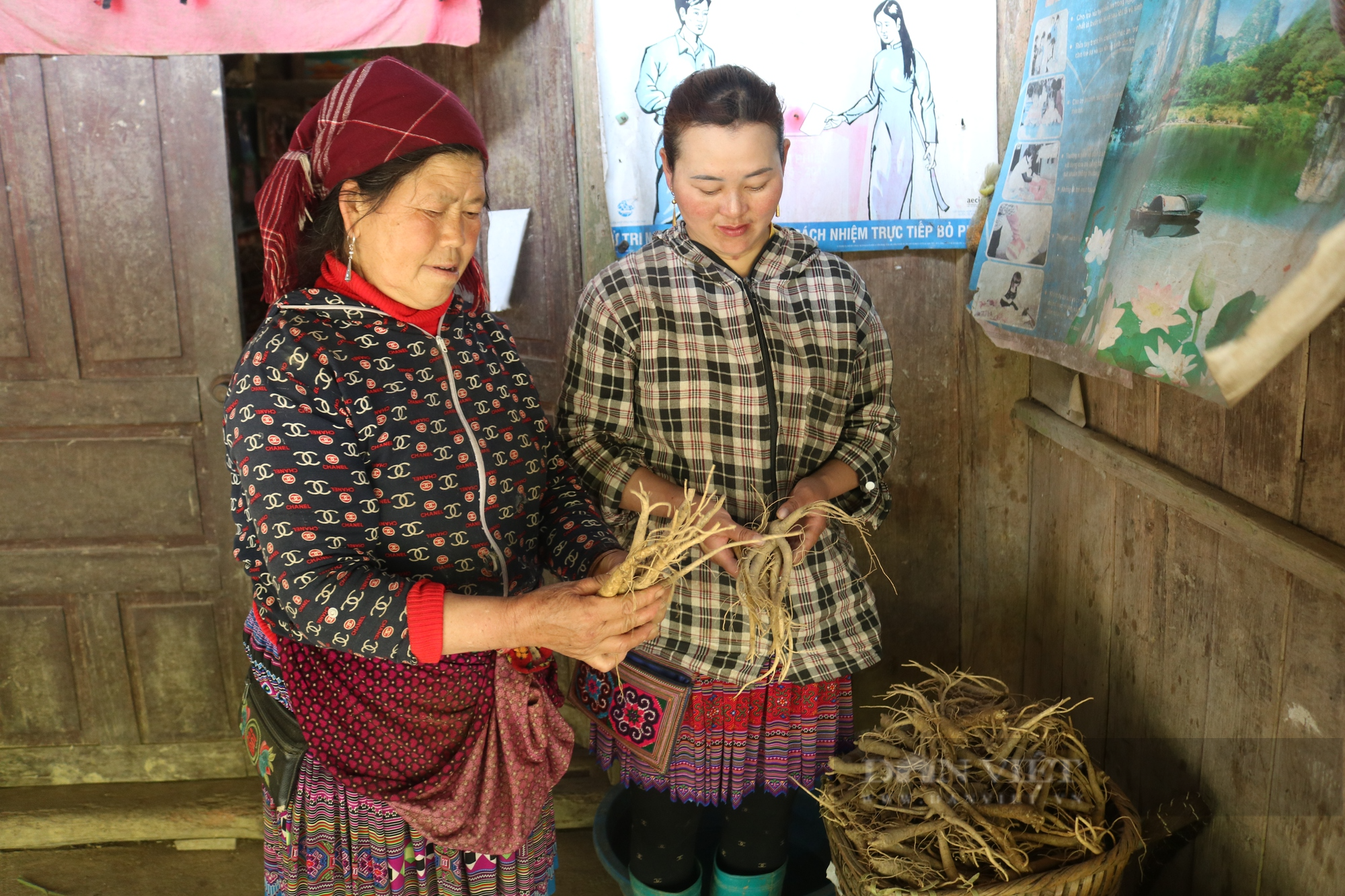 Cây dược liệu cát cánh giúp đồng bào vùng cao Lào Cai xóa nghèo - Ảnh 6.