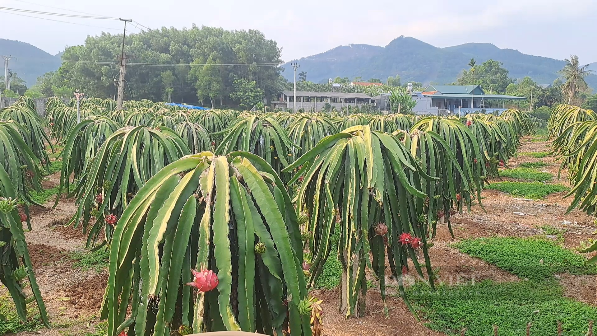 Anh nông dân người Dao Thái Nguyên đưa giống thanh long ruột tím về trồng giúp nhiều bà con có thu nhập cao - Ảnh 2.