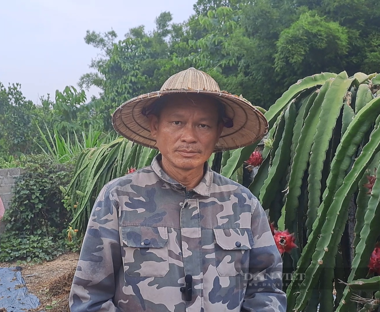 Anh nông dân người Dao Thái Nguyên đưa giống thanh long ruột tím về trồng giúp nhiều bà con có thu nhập cao - Ảnh 3.