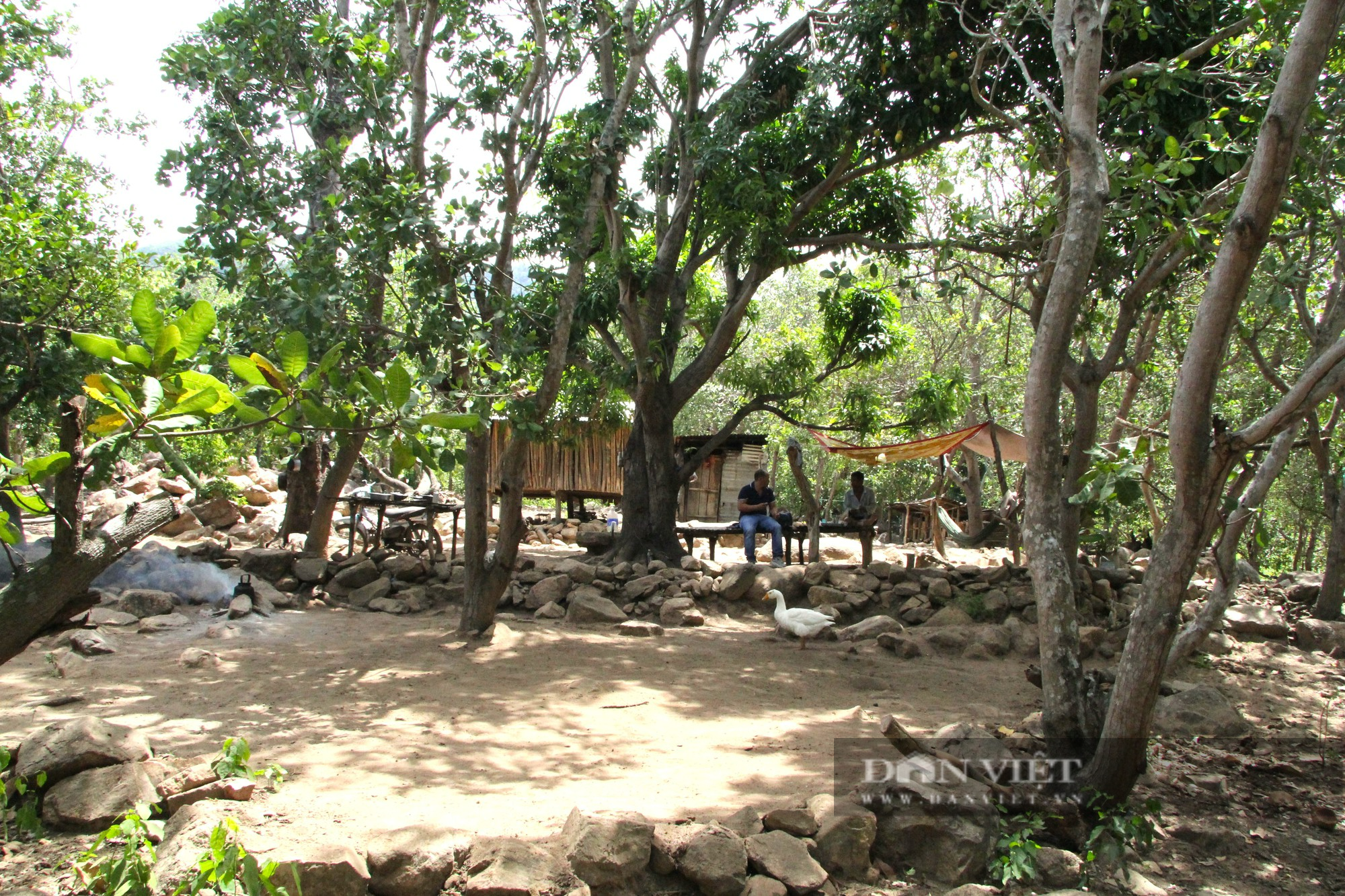 Cuộc sống người Raglai trong vườn Quốc gia Núi Chúa ở Ninh Thuận (Kỳ 3:  Vườn cây và “biệt phủ” giữa rừng già - Ảnh 1.