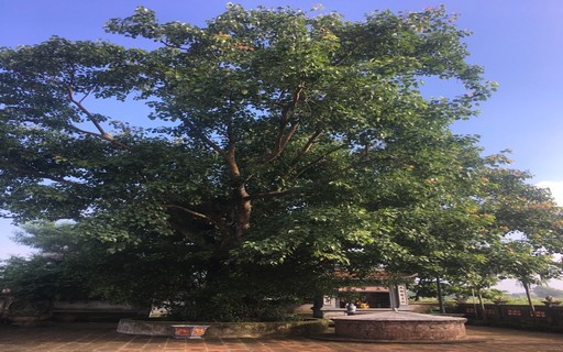 Ở một nơi của Nam Định phát hiện hàng vạn di vật, có một giếng cổ soi bóng cây bồ đề cổ thụ