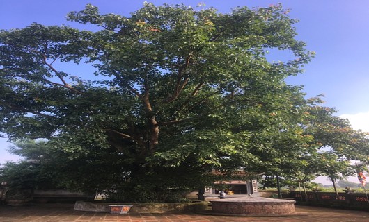 Ở một nơi của Nam Định phát hiện hàng vạn di vật, có một giếng cổ soi bóng cây bồ đề cổ thụ - Ảnh 1.