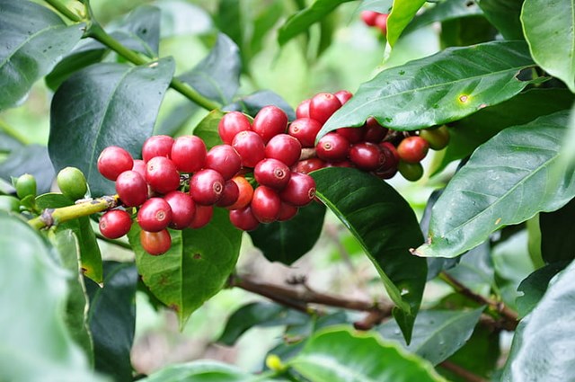 Giá cà phê 29/8: Robusta vẫn đi lên, cà phê trong nước tiến sát ngưỡng 66.000 đồng/kg - Ảnh 4.