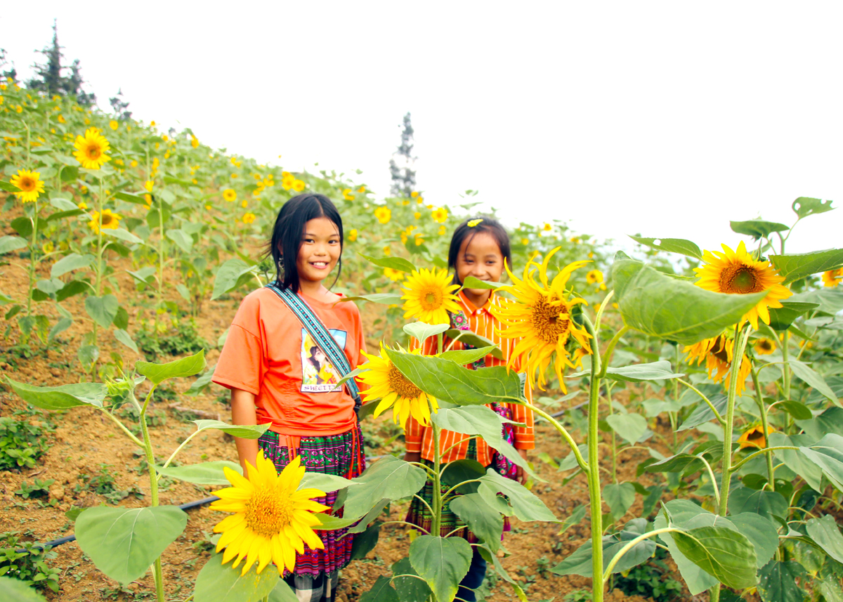 Một thảo nguyên ở Hà Giang đẹp như mơ, cao 1.200m so với mặt nước biển, hoa mặt trời nở tưng bừng - Ảnh 1.