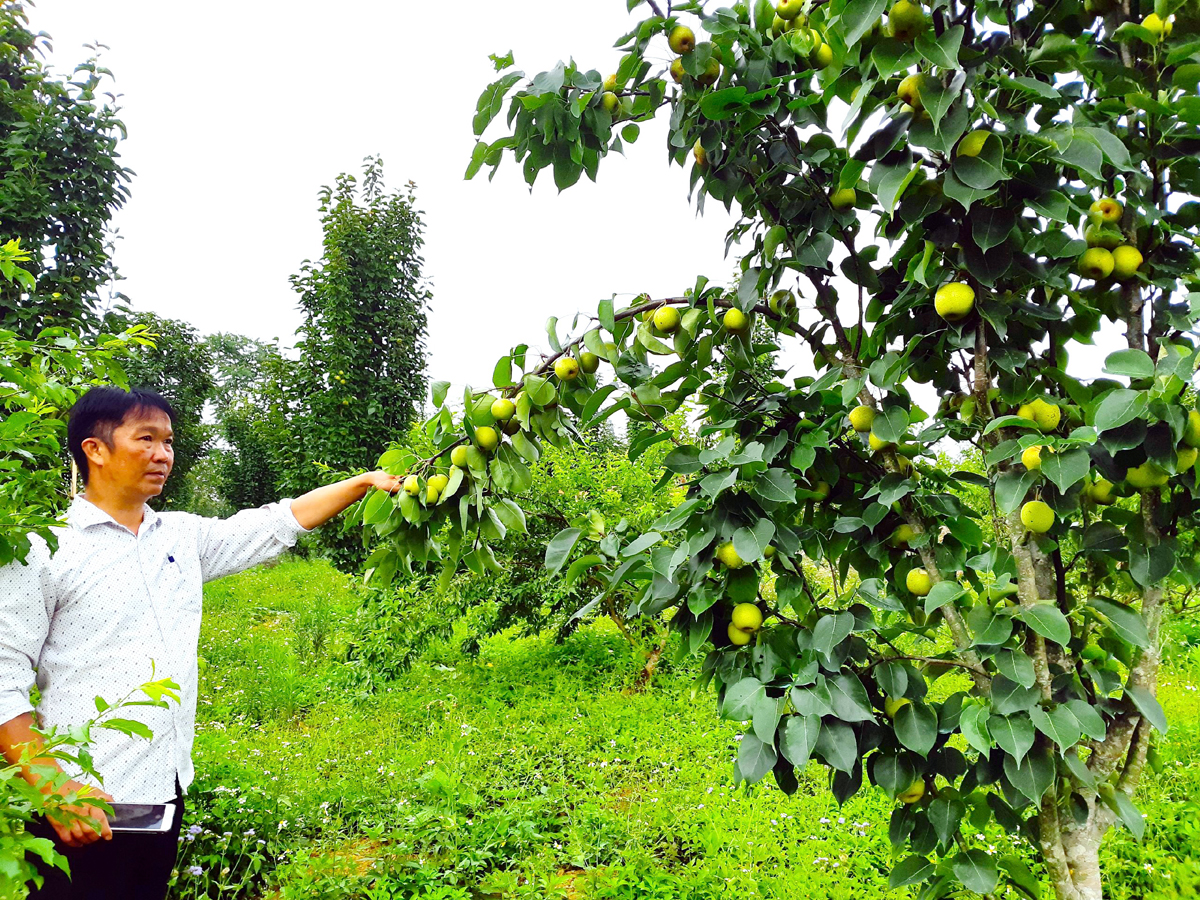 Một thảo nguyên ở Hà Giang đẹp như mơ, cao 1.200m so với mặt nước biển, hoa mặt trời nở tưng bừng - Ảnh 2.