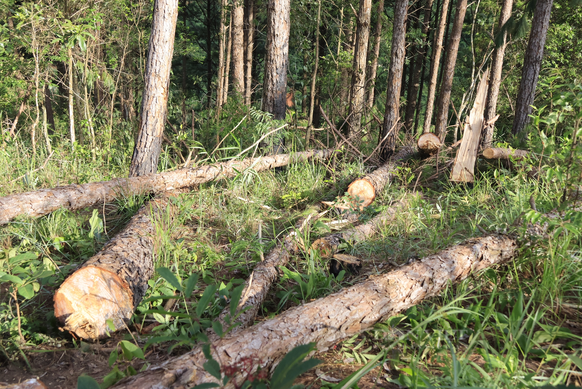 Hiện trường hàng trăm cây thông gần 30 năm tuổi tại Lâm Đồng bị lâm tặc cưa hạ - Ảnh 2.