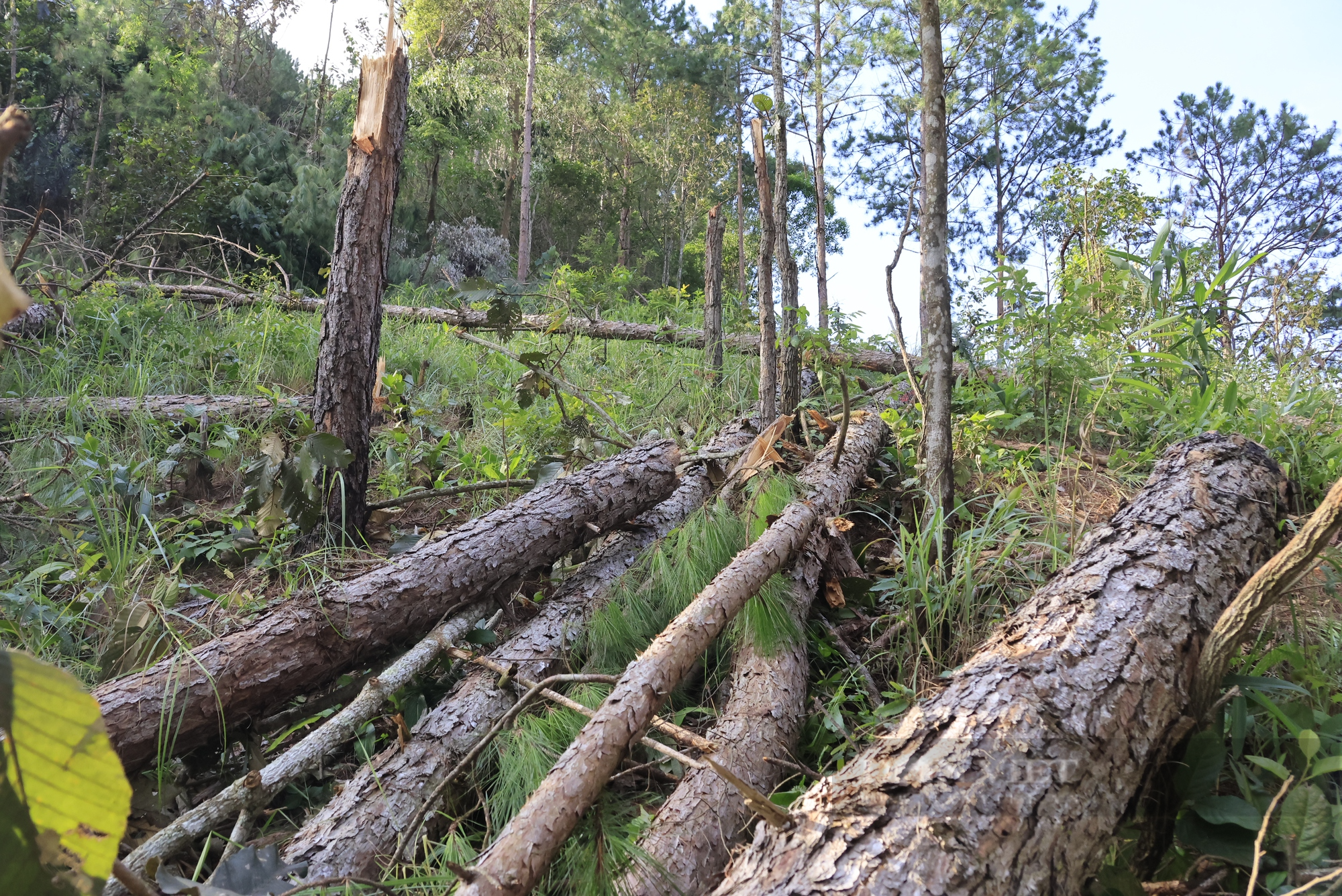 Hiện trường hàng trăm cây thông gần 30 năm tuổi tại Lâm Đồng bị lâm tặc cưa hạ - Ảnh 3.