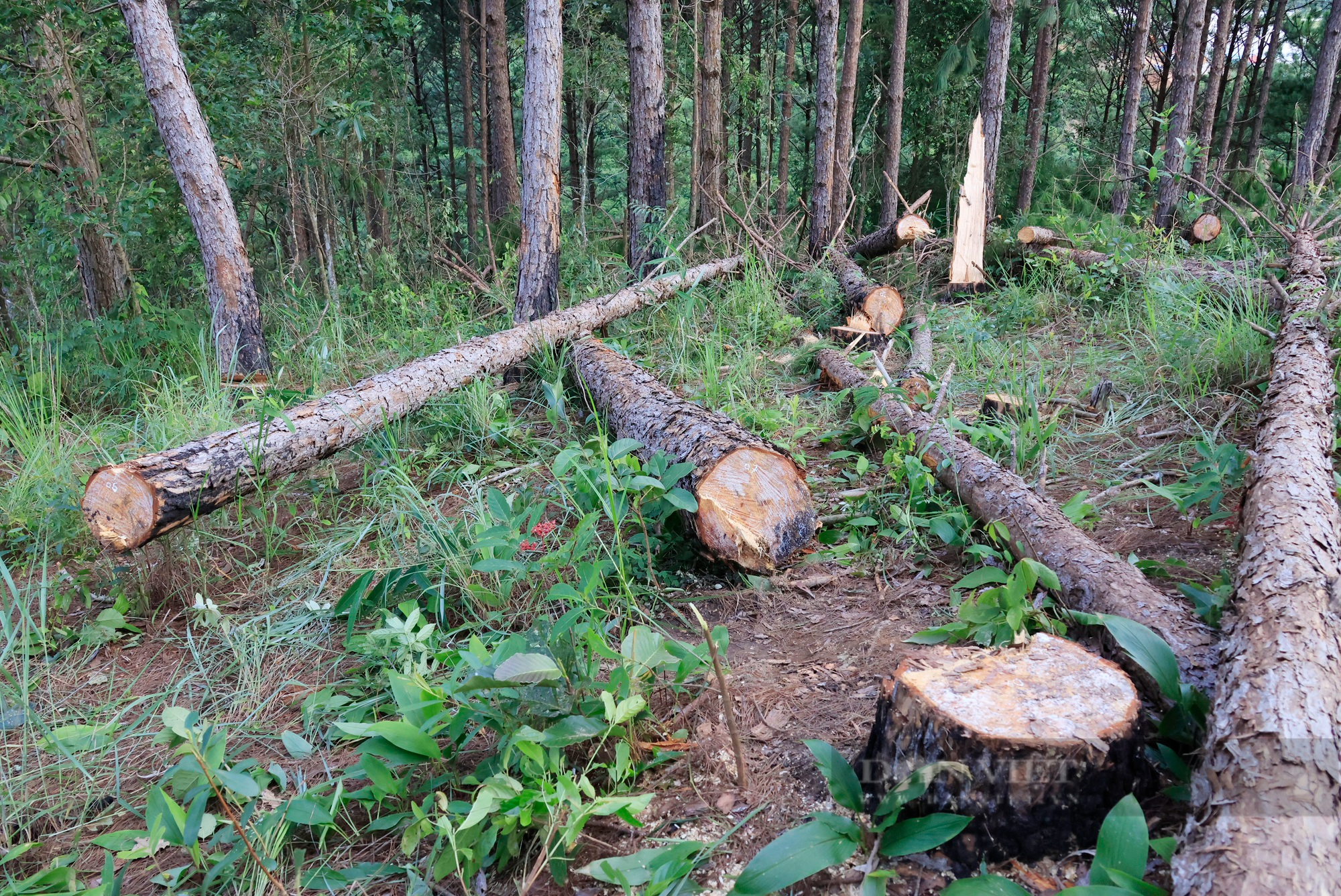 Hiện trường hàng trăm cây thông gần 30 năm tuổi tại Lâm Đồng bị lâm tặc cưa hạ - Ảnh 5.