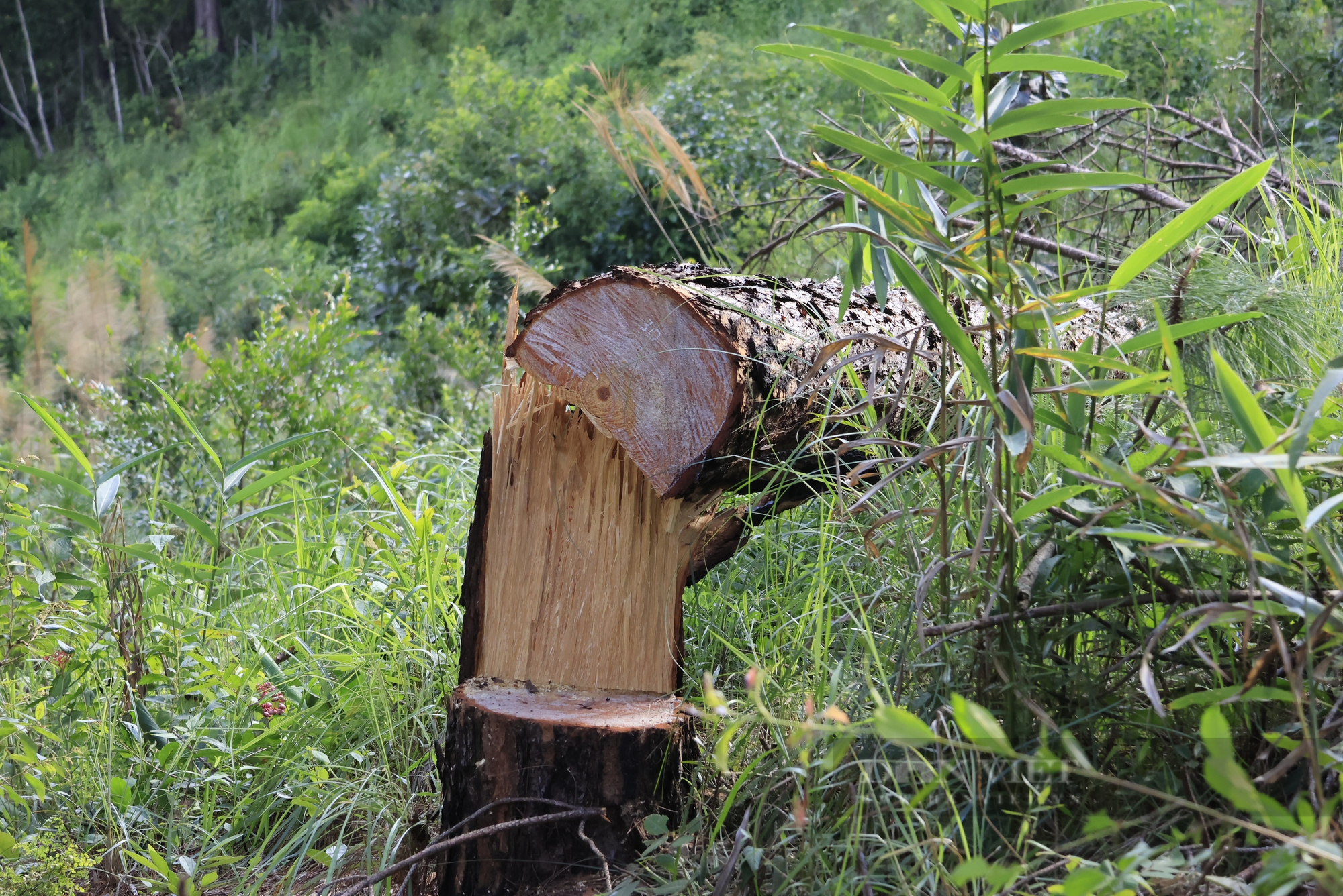 Hiện trường hàng trăm cây thông gần 30 năm tuổi tại Lâm Đồng bị lâm tặc cưa hạ - Ảnh 7.