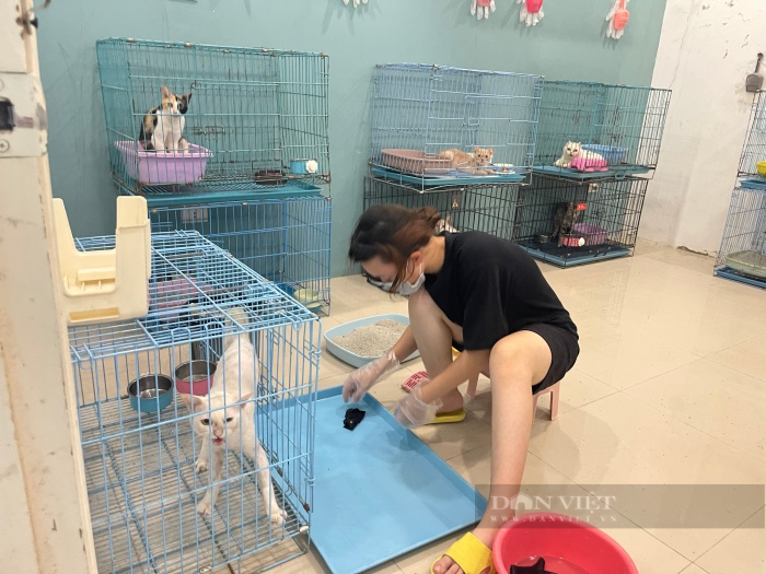 Trạm cứu hộ chó mèo ở Hà Nội &quot;kêu cứu&quot; vì phải chuyển đi trong 20 ngày: Chính quyền địa phương nói gì? - Ảnh 8.