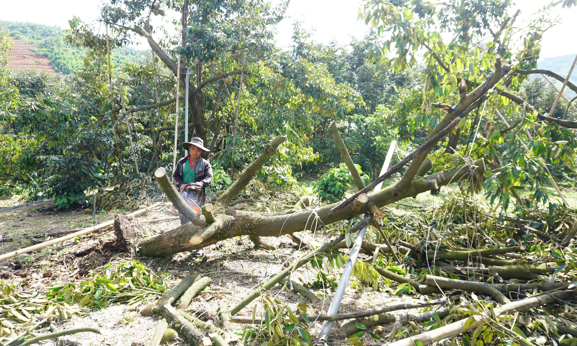 Mưa gió quật ngã gần 120 tấn sầu riêng ở huyện Khánh Sơn  - Ảnh 2.