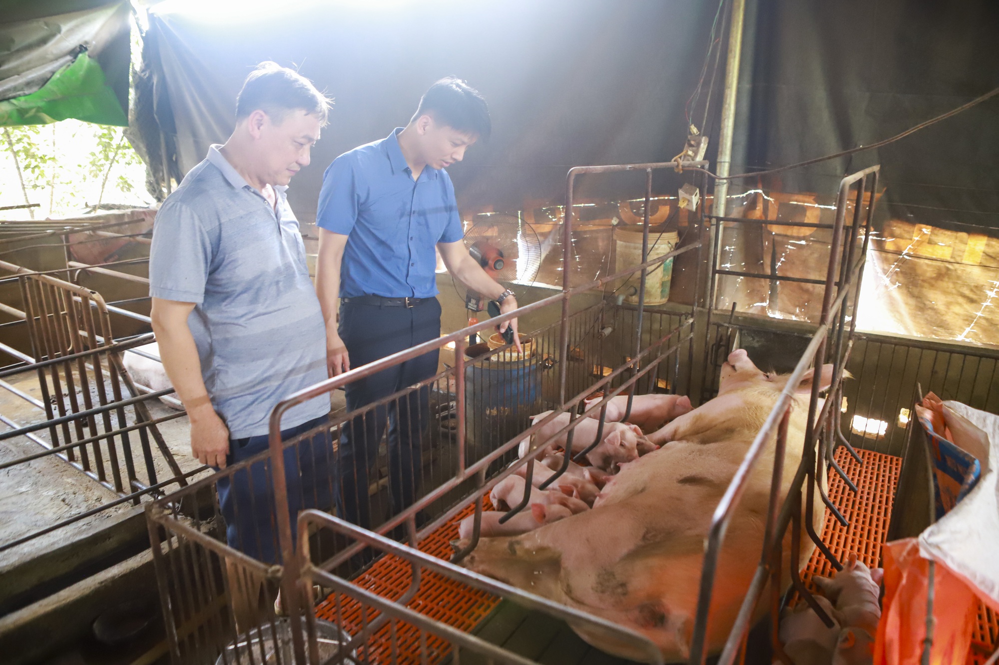 Doanh nghiệp kiến nghị cho phép sử dụng rộng rãi trên toàn quốc và xuất khẩu vaccine dịch tả lợn châu Phi - Ảnh 3.