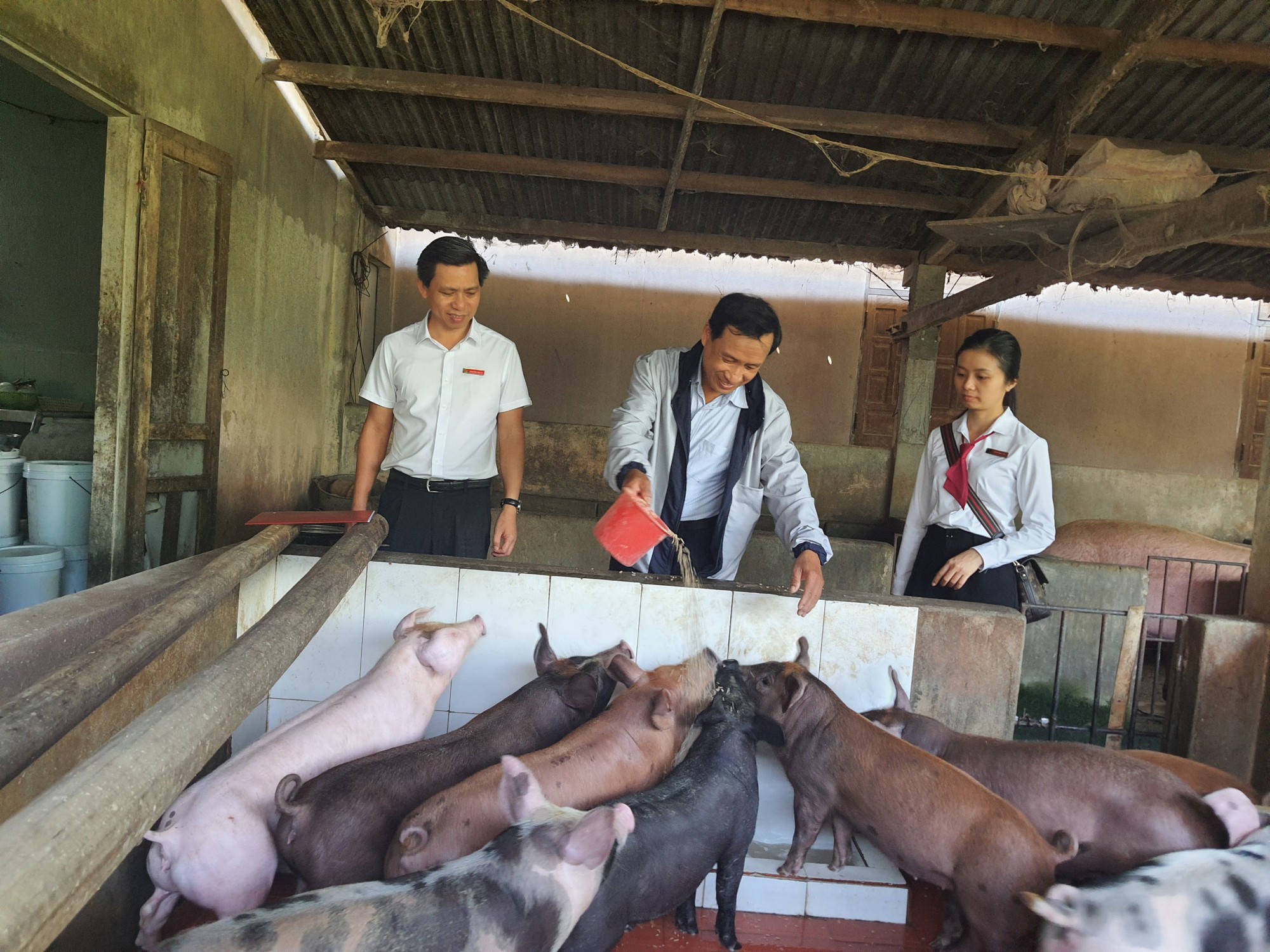 Quảng Nam: Được Agribank tiếp vốn - một nông dân ở Đại Lộc vững tin làm kinh tế, lãi hơn 200 triệu đồng/năm - Ảnh 1.