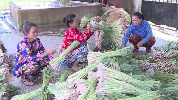 Trên đất lúa bị nhiễm mặn, nông dân Tiền Giang trồng thứ cây thơm lừng, thu lợi nhuận cao - Ảnh 2.