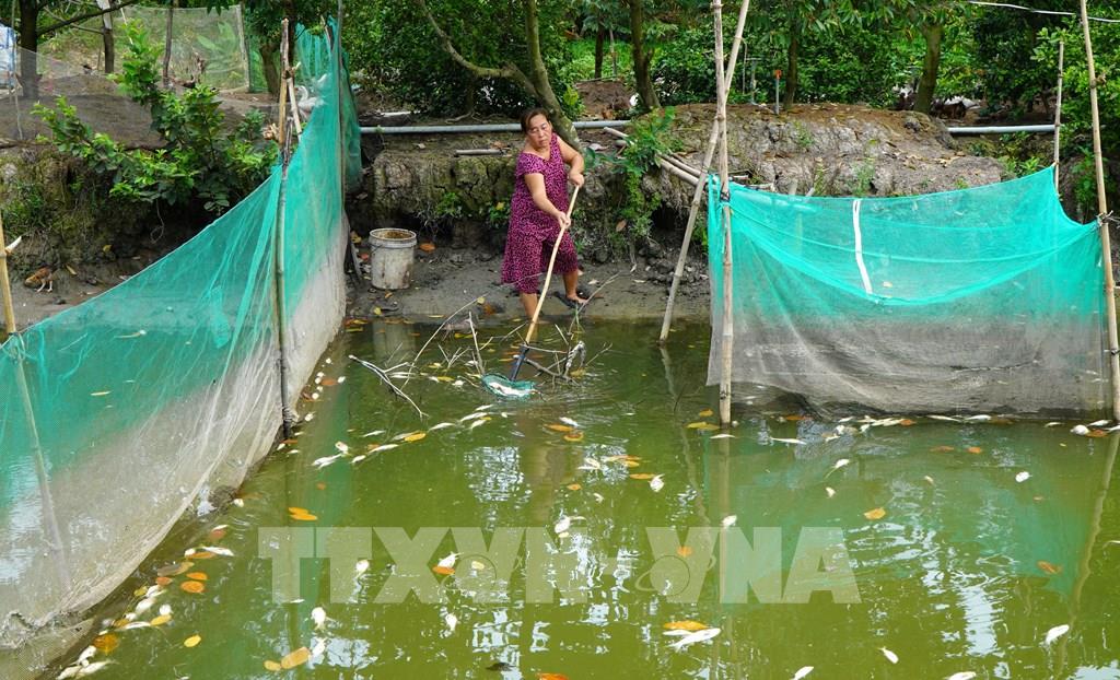 Bỗng nhiên cá nuôi dưới ao và gà, vịt bị chết hàng loạt, chưa rõ nguyên nhân ở Đồng Tháp - Ảnh 1.