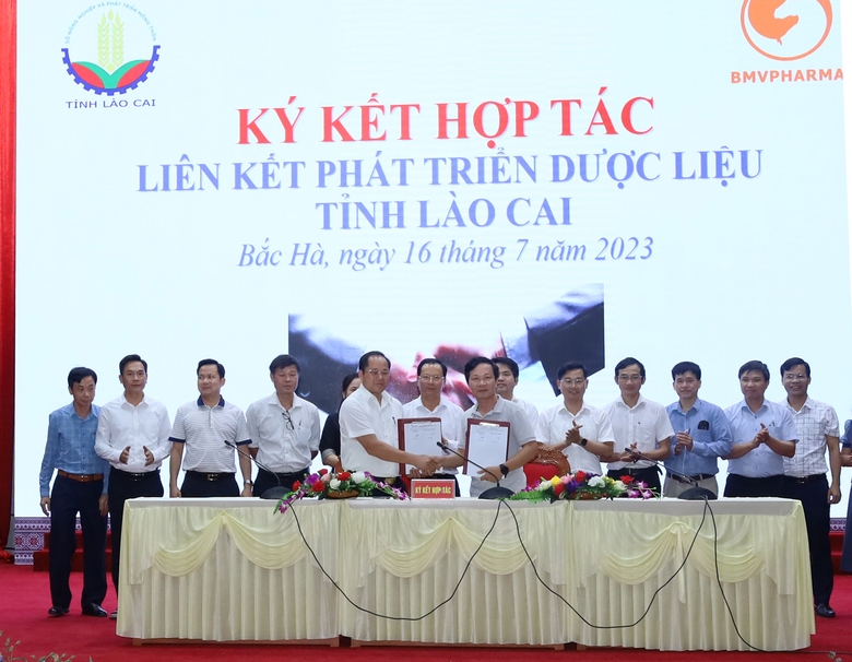 Lào Cai: Liên kết phát triển cây dược liệu bền vững gắn với sản phẩm OCOP - Ảnh 4.
