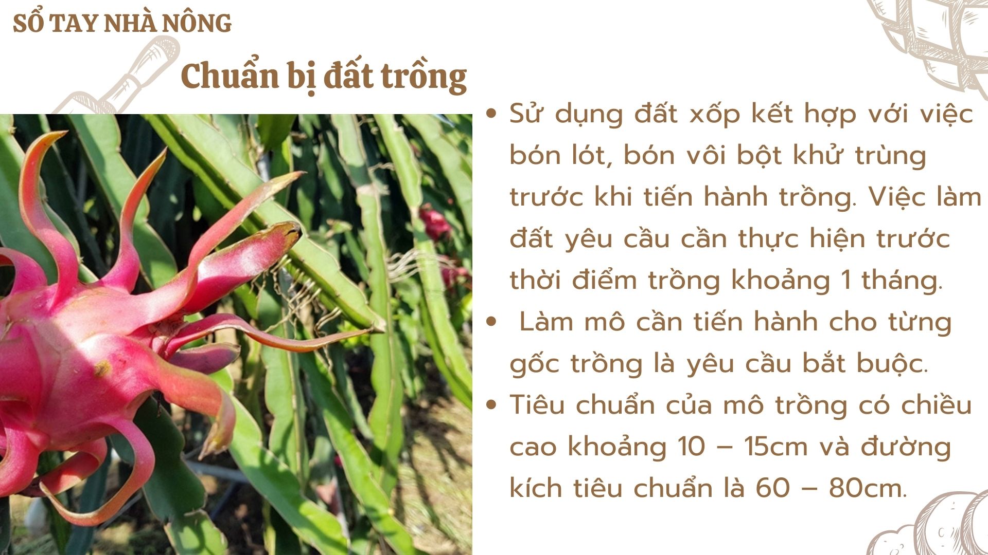 SỔ TAY NHÀ NÔNG: Kỹ thuật trồng thanh long ruột đỏ cơ bản cho người mới bắt đầu - Ảnh 2.